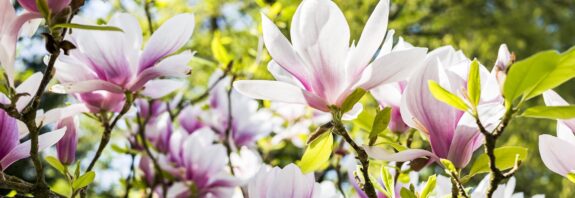 Rozkvetlá magnolie