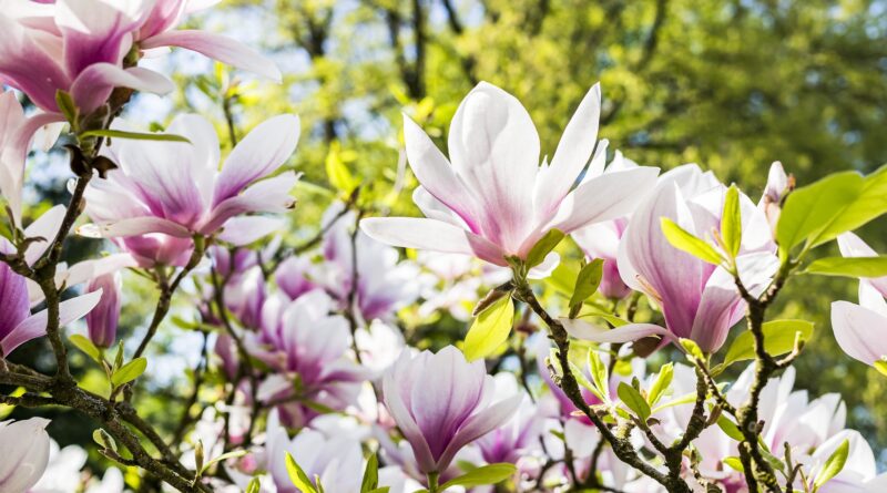 Rozkvetlá magnolie