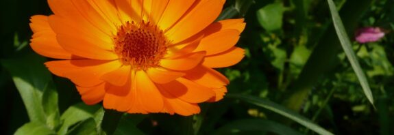 Měsíček lékařský - žluto-oranžová květina